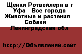 Щенки Ротвейлера в г.Уфа - Все города Животные и растения » Собаки   . Ленинградская обл.